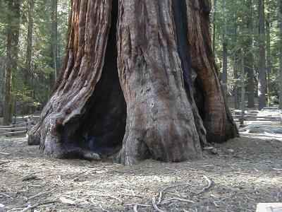 giant-sequois-tree---mariposa