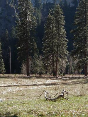 yosemite-meadows