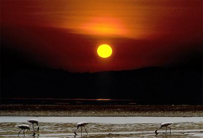 flamingo in the sunset