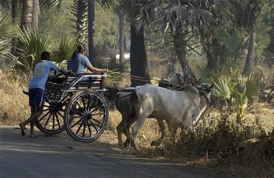 Gorai DSC_4718.jpg