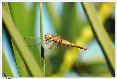 -DSC_9987_publi.jpg