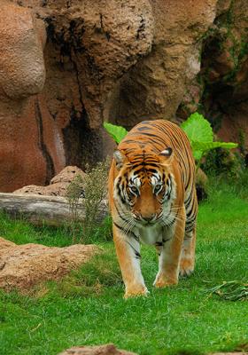Tigres  - Tigers