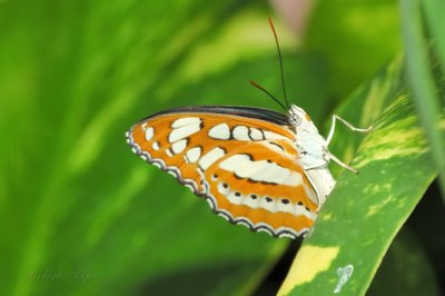 Neptis hylas papaja  DSC_2566_Palm14.jpg