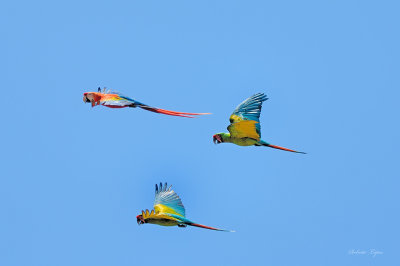 D2X_0214_puli.jpg