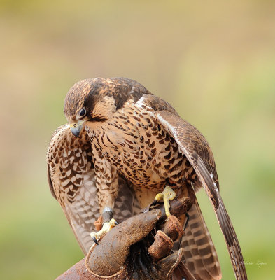 Halcones - Hawks