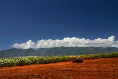 Maui cane fields