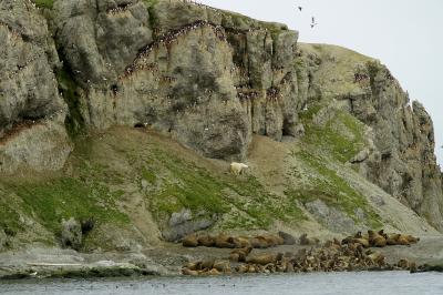 Polarbear and Walrusses on Oranskiy Island