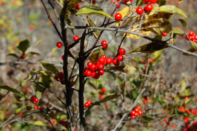 Chatfield Hollow State Park