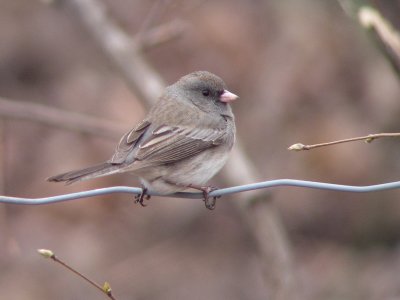 Junco ardois, St-Onsime-dIxworth