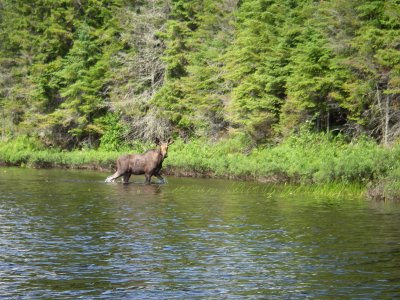 Orignal, Mont-Tremblant