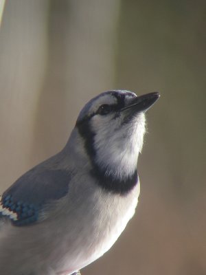 Geai bleu, St-Onsime-d'Ixworth