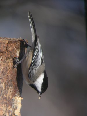 Mésange à tête noire, St-Onésime-d'Ixworth