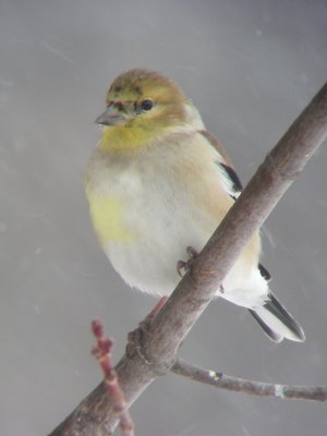 Chardonneret jaune, St-Onsime-d'Ixworth