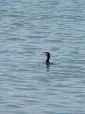 Cormoran à aigrettes, Rivière-Ouelle