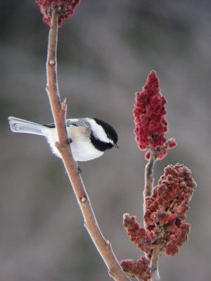 Mésange à tête noire, St-Onésime-d'Ixworth