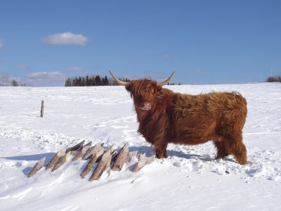 Vache Highland, St-Onésime-d'Ixworth