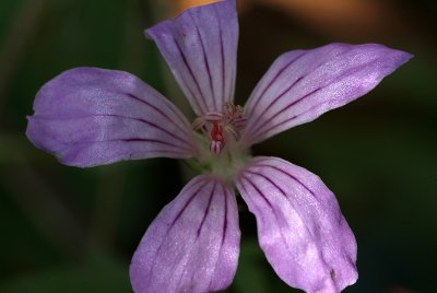 Geranium.jpg