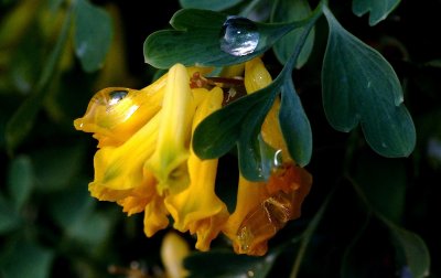 Corydalis.jpg