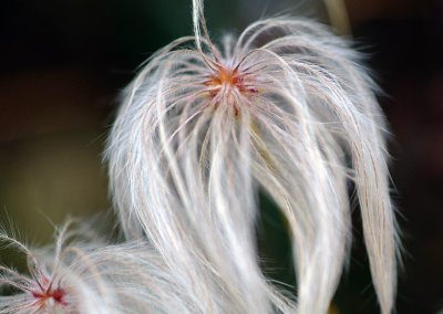clematis seeds.jpg