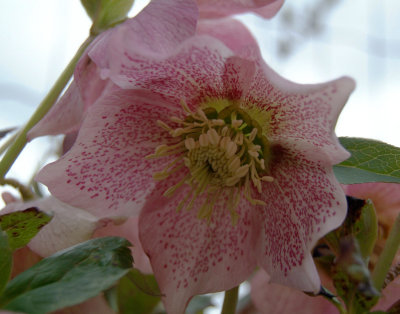 Helleborus x hybridus pink spotted.jpg