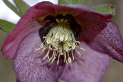 Helleborus x hybridus plum picottee.jpg