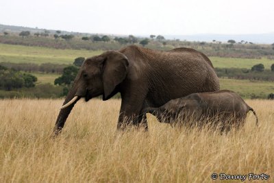 Elephant & Cub