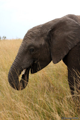 Young Elephant Cub