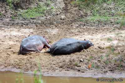 Hippos Sunbathing