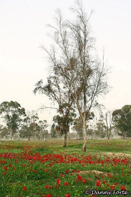 Fields of Windflowers