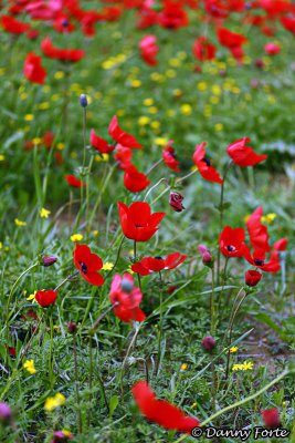 Fields of Windflowers