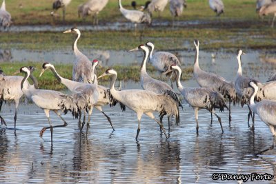 Grey Crane