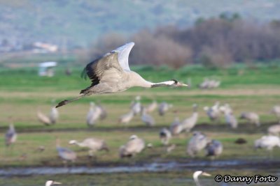 Grey Crane