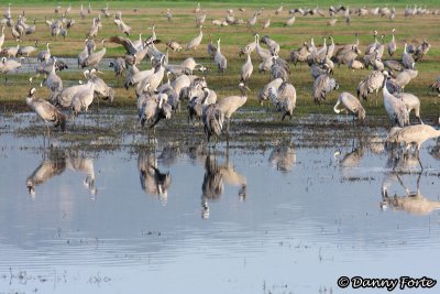 Grey Crane