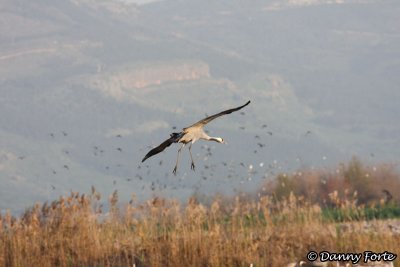 Grey Crane