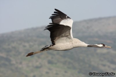 Grey Crane