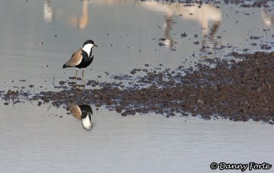 Spur -Winged Plover