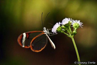 Glasswing