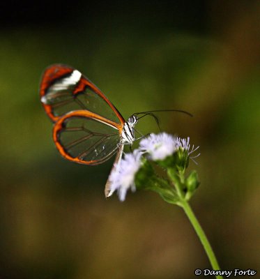 Glasswing