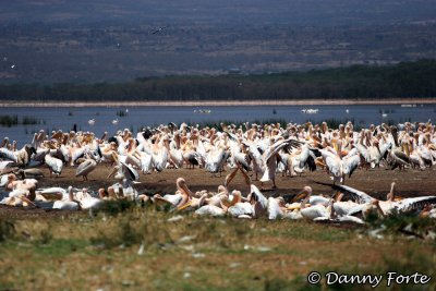 Pelicans