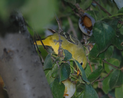 Western Tanager immature male