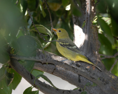 Western Tanager immature male