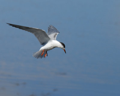 Common Tern first winter plumage