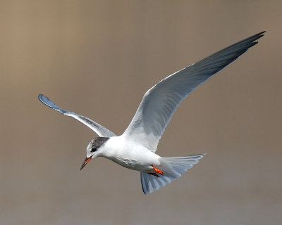 Common Tern first winter plumage