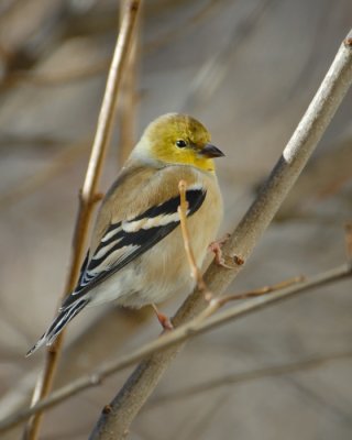 American Goldfinch non-breeding