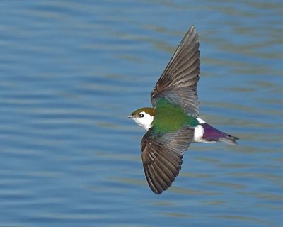 Violet-green Swallow