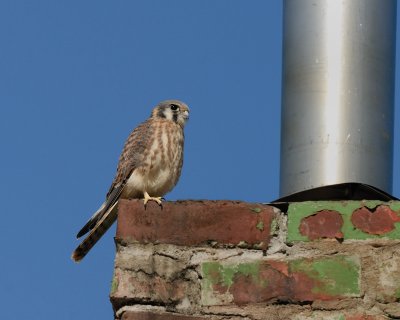 Kestrel fledgling female