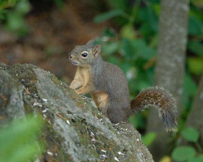 Douglas's Squirrel