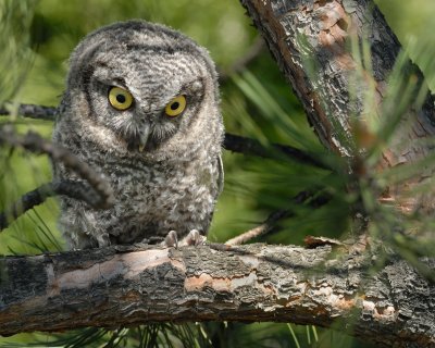Screech-Owl fledgling