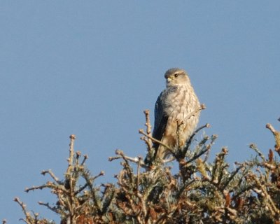 Merlin adult male