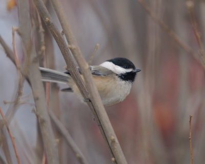 Black-capped Chickadee